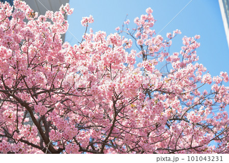 都心の満開の桜のイメージ
