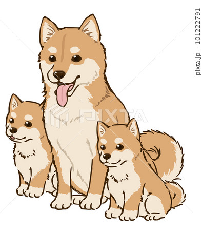 柴犬 子犬 パピーのイラスト素材 - PIXTA