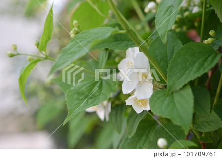 清楚な白い花のイメージ