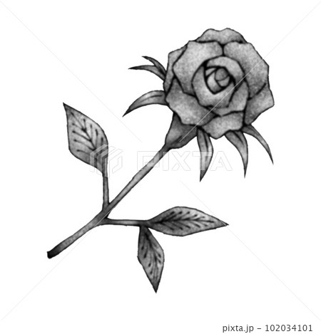 薔薇 ばら バラ 水墨画の写真素材 - PIXTA