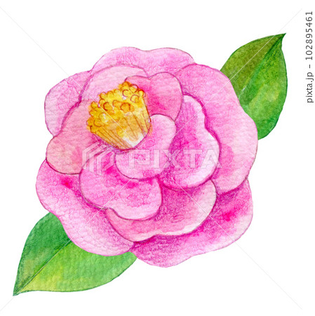 山茶花 水彩画 花 水彩のイラスト素材 - PIXTA