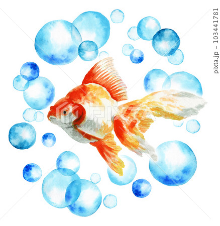 金魚 魚 泳ぐ 水彩のイラスト素材 - PIXTA