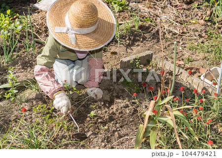 草取り 草むしり 人物 女性の写真素材 - PIXTA