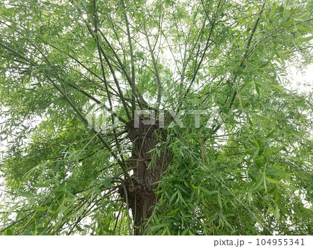 ヤナギ 木 柳 樹木の写真素材 - PIXTA