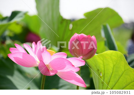 ハスの花が綺麗でした・・ | ニックガーデンのブログ