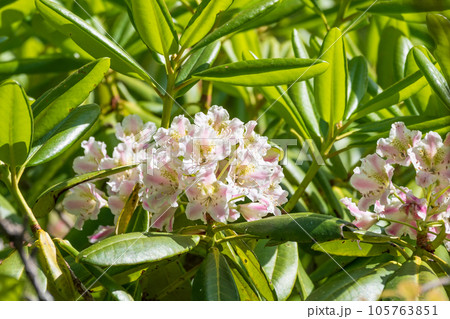 花 ハクサンシャクナゲ 植物 高山植物の写真素材 - PIXTA