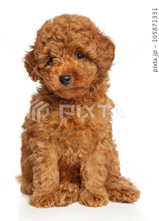 1,569 Poodle Mini Toy Images, Stock Photos, 3D objects, & Vectors