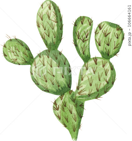cactus illustration png