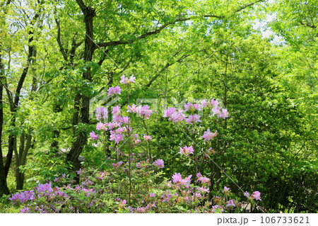 花 ツツジ ミツバツツジ 新緑の写真素材 - PIXTA