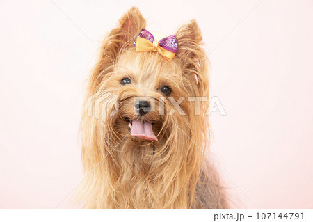 ヨーキー 犬 動物 お座りの写真素材 - PIXTA