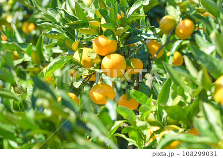 美味しそうに実ったミカン