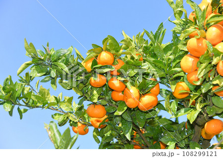 美味しそうに実ったミカン