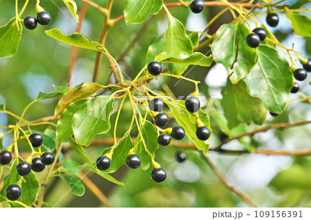 楠実 楠の実の写真素材 - PIXTA