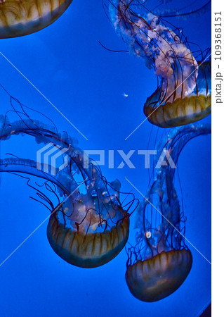 逆さクラゲの写真素材 - PIXTA