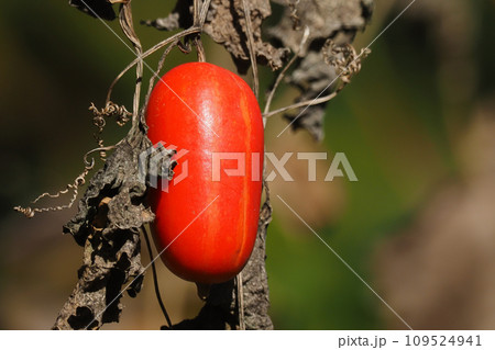 カラスウリ 種 タネ 種子の写真素材 - PIXTA