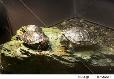 みどり亀の写真素材 - PIXTA