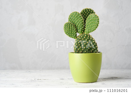 球形サボテン 緑色と白色のトゲ 球形サボテン 緑色と白色のトゲ サボテンの種類・図鑑｜室内に
