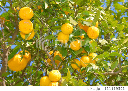 美味しそうに実った柚子の実