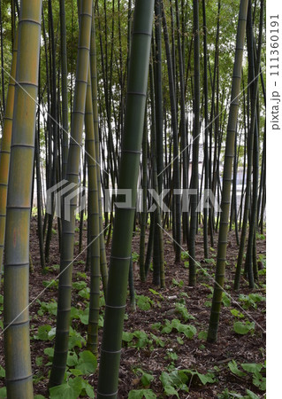 孟宗林 筍 竹 地下茎の写真素材 - PIXTA