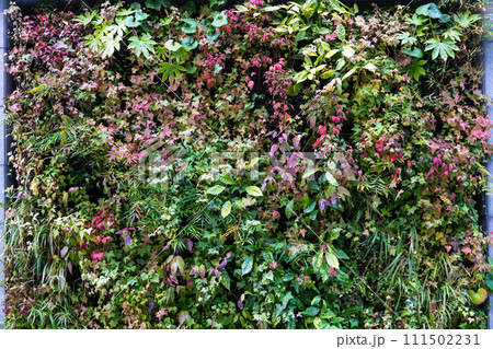 都市緑化に貢献するグリーンウォールのイメージ