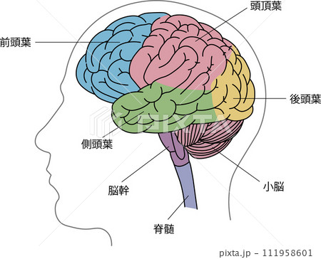後頭葉のイラスト素材 - PIXTA