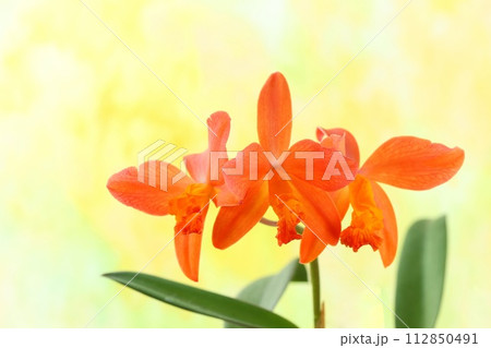 カトレア 花 植物 オレンジ色の写真素材 - PIXTA