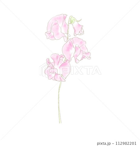 スイートピーのイラスト素材 - PIXTA