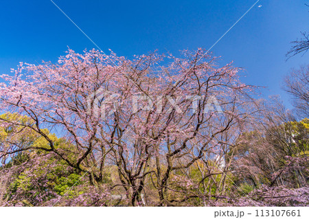 しだれ桜(六義園)水彩画 木製フレーム付き 10866001220.jpg
