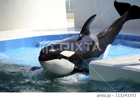 鯱 シャチ 口 歯の写真素材 - PIXTA