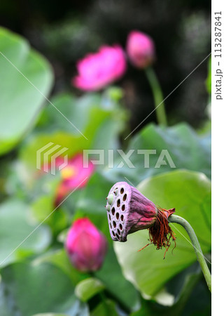 花托 ハス ハスの花托 かたくの写真素材 - PIXTA