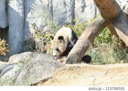 上野動物園の笹を食べるパンダのイメージ