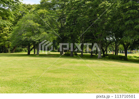 鯉のぼりが遠くにある新緑が美しい公園