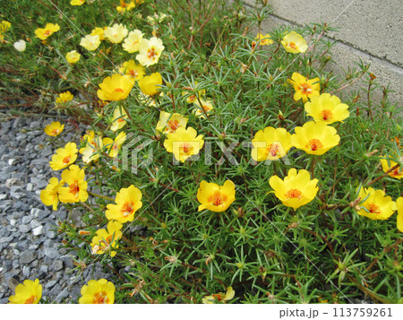 花 植物 マツバボタン 黄色の写真素材 - PIXTA