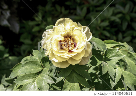 花王の花の写真素材 - PIXTA