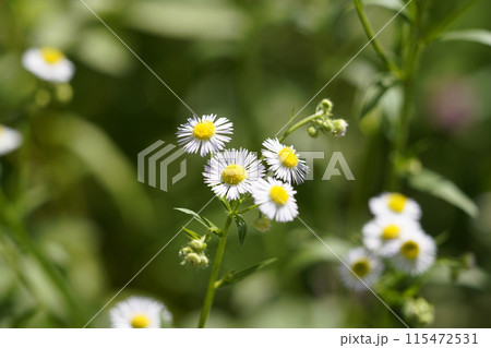 貧乏草 雑草 花の写真素材 - PIXTA