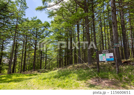 佐々木裕而　「緑雨落葉松林 」　日本画 野崎 裕理 個展「たそかれ」 | ギャラリー龍屋