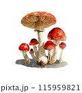 白背景に毒キノコの水彩イラストのイラスト素材 [115959818] - PIXTA