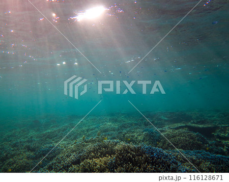 スズメダイ 海 海中 魚の写真素材 - PIXTA