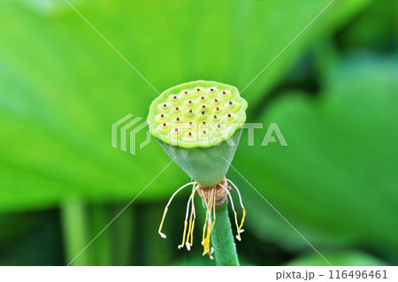 蓮の花托 蓮の花托 写真素材 [5181229] - フォトライブラリー