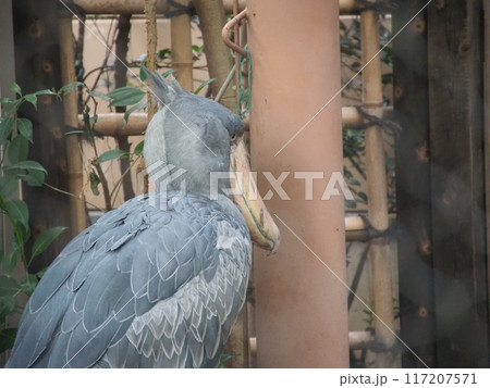 嘴広鸛 ハシビロコウ 鳥 上野動物園の写真素材 - PIXTA