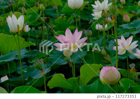 12ページ目 | 蓮の葉の写真素材｜写真素材なら「写真AC」無料
