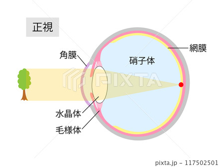 眼球 硝子体 解剖図 解剖学のイラスト素材 - PIXTA