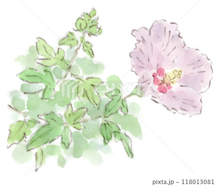 木槿花のイラスト素材 - PIXTA