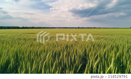 大麦畑のイラスト素材 - PIXTA