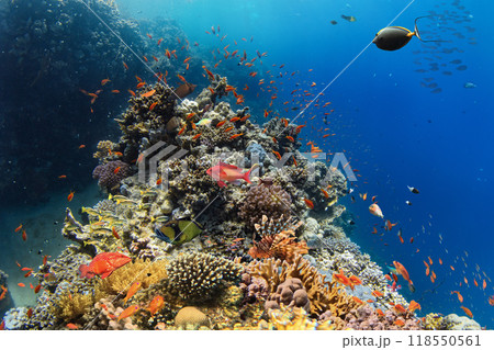 トロピカルフィッシュの写真素材 - PIXTA