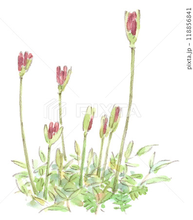 彼岸花 曼殊沙華 コスモス のじぎく 猫じゃらし 水彩画 絵画 花の絵 秋 彼岸花 曼殊沙華 コスモス のじぎく 猫じゃらし 水彩画 絵画 花