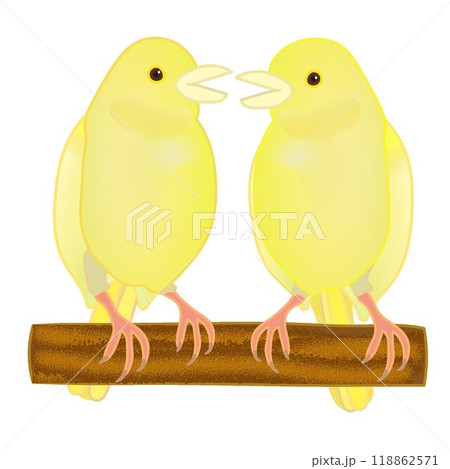 カナリアイラストオーダー 鳥 カナリア かわいい イラストのイラスト素材 - PIXTA