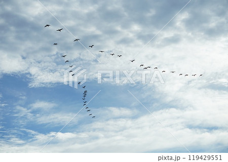 幸せを運んでくれる「鳥」が描かれたアート - 海をテーマにした