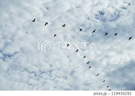 空 飛ぶ 鳥 群れの写真素材 - PIXTA