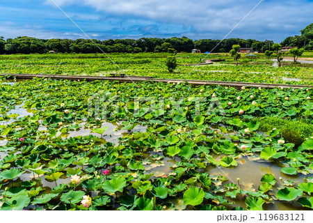 蓮の葉 自然 旅行 景色の写真素材 - PIXTA